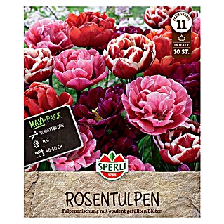 Sperli Bloembollen Maxi Tulpen RoseTulpen-Mix (Tulipa x Hybrida, 10 st.)