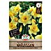 Sperli Bloembollen Grootkroonnarcis Carlton 
