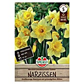 Sperli Bloembollen Grootkroonnarcis Carlton (Narcissus pseudonarcissus, 10 st.) | BAUHAUS