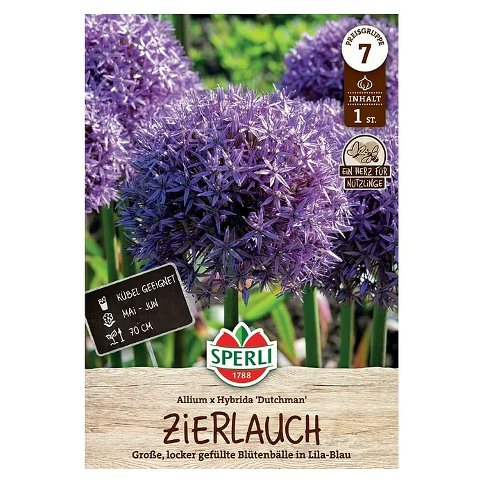 Sperli Blumenzwiebeln Zierlauch Dutchman - Allium x Hybrida 'Dutchman', 1 Stk. - Produktbild der Zierlauch 'Dutchman' Blumenzwiebelpackung von Sperli, ideal für Kübel, Blütezeit Mai-Juni, Höhe bis 70 cm.