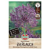 Sperli Blumenzwiebeln Zierlauch Christophii (Allium christophii, Violett, 4 Stk.) | BAUHAUS