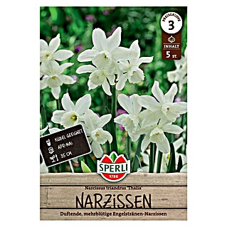 Sperli Bloembollen Narcis Thalia (Narcissus triandrus, Wit, 5 st.)