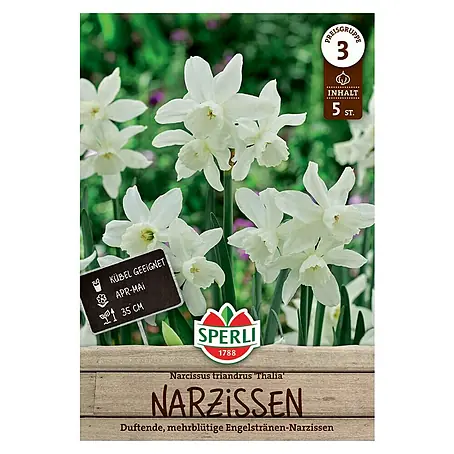 Sperli  Blumenzwiebeln Narzisse Thalia