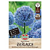 Sperli Bloembollen Sierui cearuleum (Allium caeruleum, Blauw) | BAUHAUS