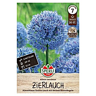 Sperli Bloembollen Sierui cearuleum (Allium caeruleum, Blauw)