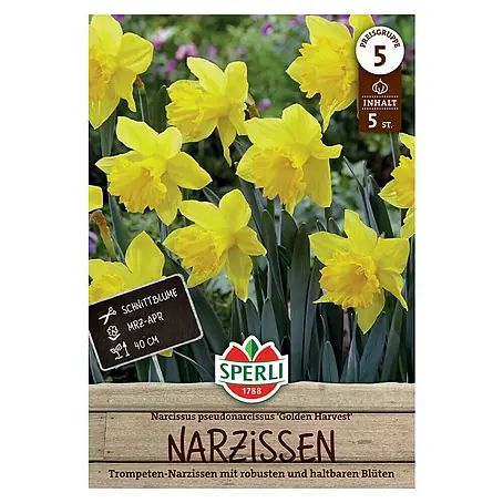 Sperli  Blumenzwiebeln Trompeten Narzisse Golden Harvest