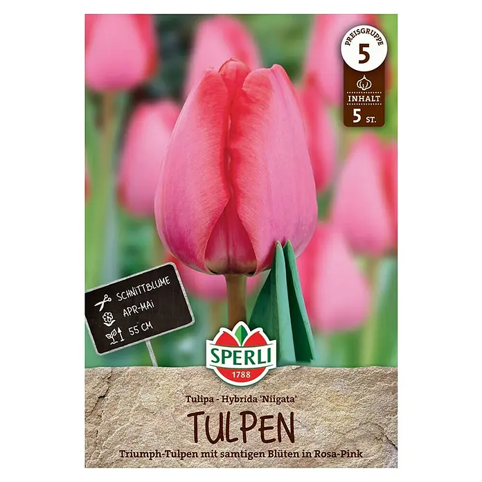 Sperli Blumenzwiebeln Darwin-Hybrid-Tulpe Niigata - Tulipa x Hybrida, Rosa - Eine Packung Triumph-Tulpen 'Niigata' mit samtigen rosa-pink Blüten, ideal zum Schneiden und mit einer Wuchshöhe von ca. 55cm.
