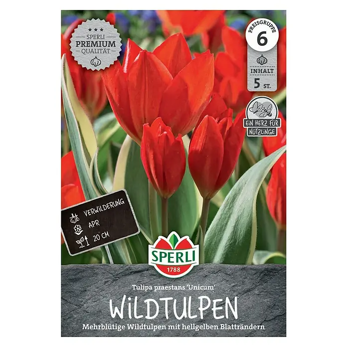 Sperli Blumenzwiebeln Wildtulpe Unicum - Tulipa praestans, 5 Stk. - Abbildung der Verpackung von 'Unicum' Wildtulpen mit roten Blüten und gelb geränderten Blättern.