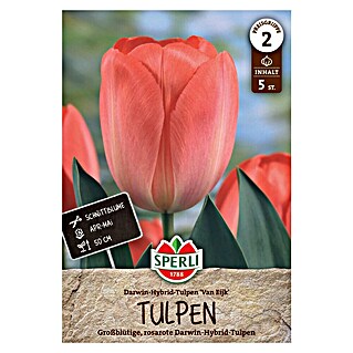 Sperli Bloembollen Darwin hybride tulpen Van Eijk (Tulipa x Hybrida, 5 st.)