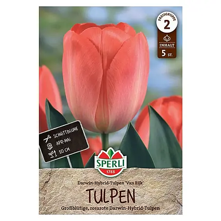 Sperli  Blumenzwiebeln Darwin-Hybrid Tulpe Van Eijk