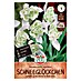 Sperli Blumenzwiebeln Schneeglöckchen Flore Pleno 