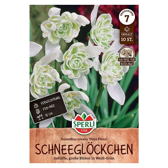 Sperli Blumenzwiebeln Schneeglöckchen Flore Pleno (Galanthus nivalis, Weiß) | BAUHAUS