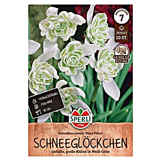 Sperli Bloembollen Sneeuwklokje Flore Pleno (Galanthus nivalis, Wit, 10 st.)