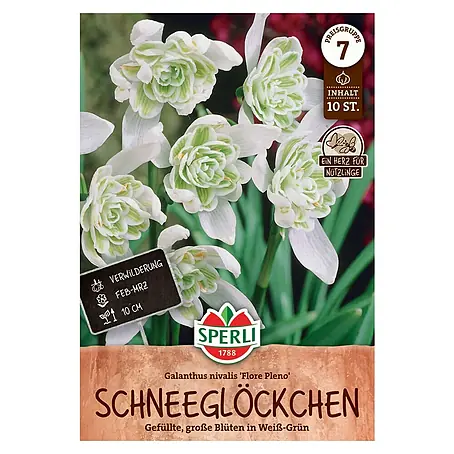 Sperli  Blumenzwiebeln Schneeglöckchen Flore Pleno