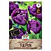 Sperli Bloembollen Gevulde Late Tulp 'Negrita Double' 