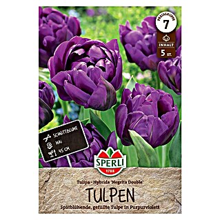 Sperli Bloembollen Gevulde Late Tulp 'Negrita Double' (Tulipa x Hybrida, 5 st.)