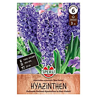 Sperli Bloembollen Hyacint 'Blue Jacket' (Hyacinthus orientalis, 3 st.)