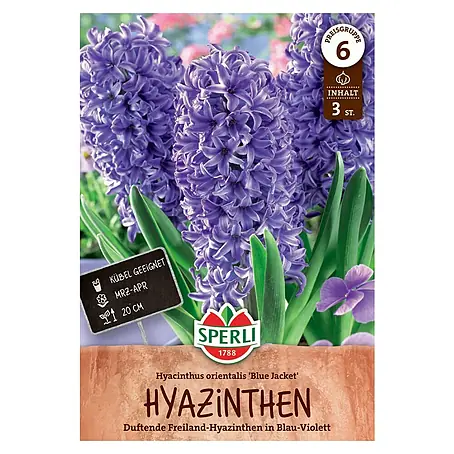 Sperli  Blumenzwiebeln Hyazinthe Blue Jacket