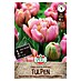 Sperli Bloembollen Gevulde Late Tulp 'Pink Star' 