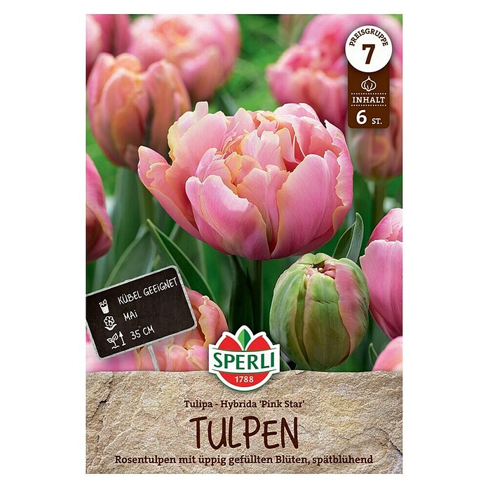 Sperli Bloembollen Gevulde Late Tulp 'Pink Star' (Tulipa x Hybrida, 6 st.) | BAUHAUS