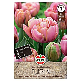 Sperli Bloembollen Gevulde Late Tulp 'Pink Star' (Tulipa x Hybrida, 6 st.)