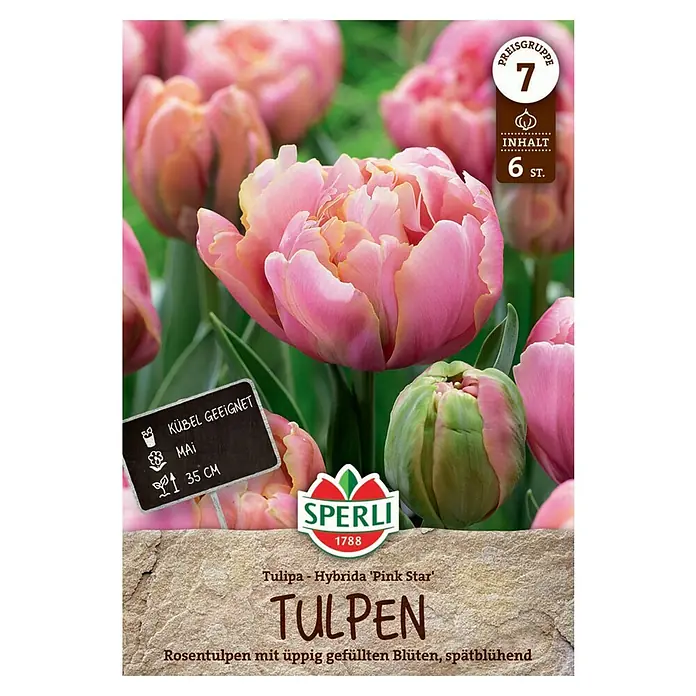 Sperli Blumenzwiebeln Gefüllte Späte Tulpe Pink Star - Tulipa x Hybrida, 6 Stk. - Abbildung einer 'Pink Star' Tulpenpackung von Sperli. Die Packung enthält 6 Zwiebeln und die Tulpen sind für Kübel geeignet.