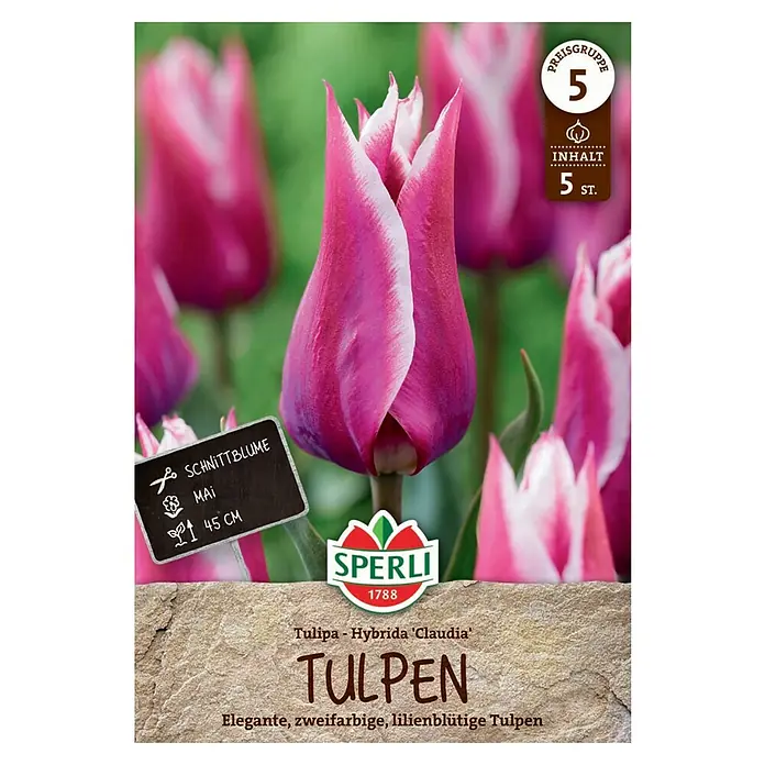 Sperli Blumenzwiebeln Lilienblütige Tulpe Claudia - Tulipa x Hybrida, 5 Stk. - Samenpackung Tulpen 'Claudia', elegante, zweifarbige Lilienblütige Tulpen, ideal zum Schnitt und als Gartenzierde.