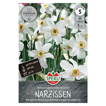 Sperli  Blumenzwiebeln Botanische Narzisse poeticus var. recurvus