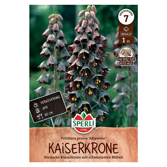 Sperli Bloembollen Perzische keizerkroon Adiyaman (Fritillaria persica, 1 st.) | BAUHAUS