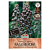 Sperli Bloembollen Perzische keizerkroon Adiyaman (Fritillaria persica, 1 st.) | BAUHAUS