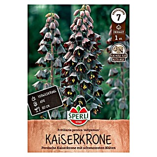 Sperli Bloembollen Perzische keizerkroon Adiyaman (Fritillaria persica, 1 st.)