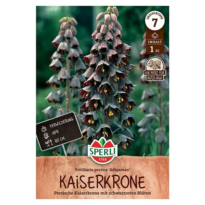 Sperli Blumenzwiebeln Persische Kaiserkrone Adiyaman - Fritillaria persica, 1 Stk. - Samenpackung der Fritillaria persica 'Adiyaman', bekannt als Kaiserkrone, mit ihren markanten, glockenförmigen, schwarzroten Blüten.