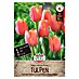 Sperli Blumenzwiebeln Triumph-Tulpe Jimmy 