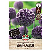Sperli Bloembollen Sierui Zomer Drummer (Allium x Hybrida, Paars, 2 st.) | BAUHAUS