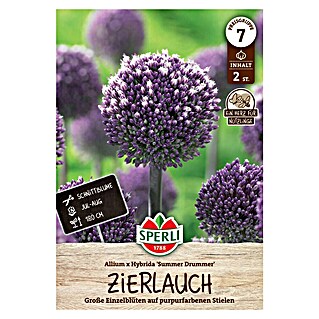 Sperli Bloembollen Sierui Zomer Drummer (Allium x Hybrida, Paars, 2 st.)