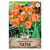 Sperli Bloembollen Fosteriana tulp Orange Emperor 