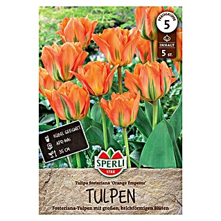 Sperli Bloembollen Fosteriana tulp Orange Emperor (Tulipa fosteriana, 5 st.)