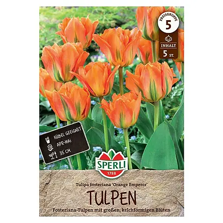 Sperli  Blumenzwiebeln Fosteriana-Tulpe Orange Emperor