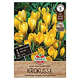 Sperli Bloembollen Tuinkrokus Grote Gele (Crocus vernus, 10 st.)
