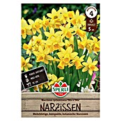 Sperli Bloembollen Narcissen Tête à Tête (Narcissus cyclamineus, Geel, 5 st.) | BAUHAUS