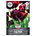 Sperli Blumenzwiebeln Gefüllte Frühe Tulpe Palmyra 