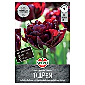 Sperli Blumenzwiebeln Gefüllte Frühe Tulpe Palmyra (Tulipa x Hybrida, Dunkelrot, 5 Stk.) | BAUHAUS