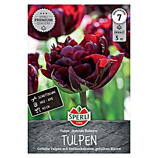 Sperli Blumenzwiebeln Gefüllte Frühe Tulpe Palmyra (Tulipa x Hybrida, Dunkelrot, 5 Stk.)