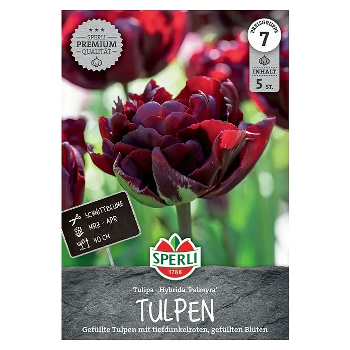 Sperli Blumenzwiebeln Gefüllte Frühe Tulpe Palmyra - Tulipa x Hybrida, Dunkelrot, 5 Stk. - Produktabbildung von gefüllten Tulpen mit tiefdunkelroten Blüten. Ideal als Schnittblume und ein Hingucker im Garten.