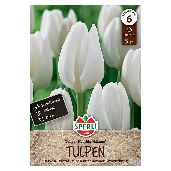 Sperli Blumensamen Hakuun - Tulipa hybrids, weiß, Standort: Sonnig - Produktbild von 'Tulpen' Darwin-Hybrid Tulpen mit enormer Fernwirkung, ideal für Gartenliebhaber. Die Blüten sind in strahlendem Weiß gehalten.