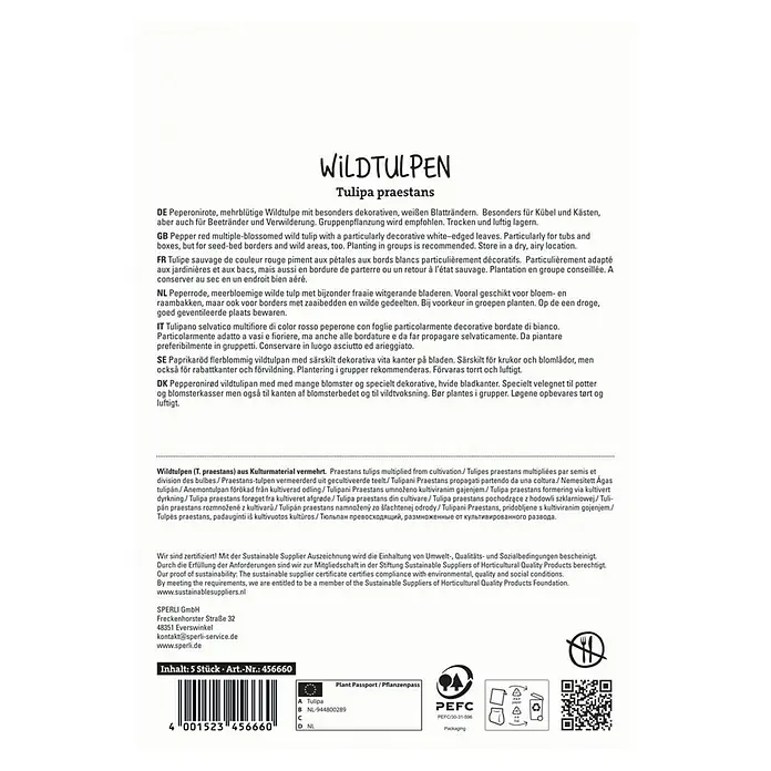 Sperli Blumenzwiebeln Wildtulpe Unicum - Tulipa praestans, 5 Stk. - Verpackung mit Wildtulpen 'Tulipa praestans' mit dekorativen, weißen Blatträndern, ideal für Kübel, Kästen, Beetränder und zur Verwilderung.