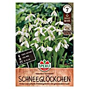 Sperli Bloembollen Ikaria sneeuwklokje (Galanthus ikariae, 10 st.) | BAUHAUS