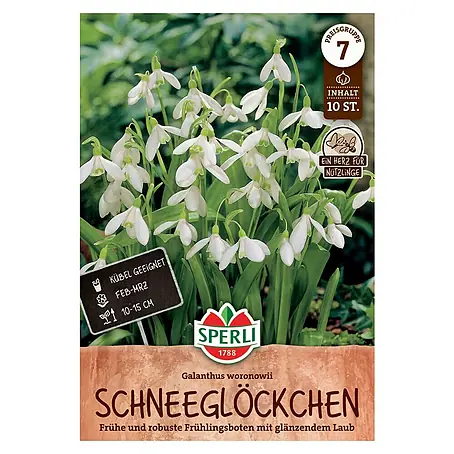 Sperli  Blumenzwiebeln Ikaria-Schneeglöckchen