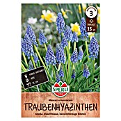 Sperli Bloembollen Armeense druifhyacint (Muscari armeniacum, 15 st.) | BAUHAUS