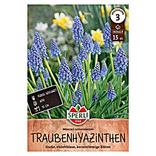 Sperli Bloembollen Armeense druifhyacint (Muscari armeniacum, 15 st.)